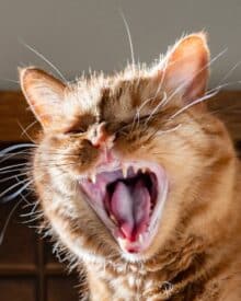 Metody usuwania kamienia nazębnego u kotów – co warto wiedzieć?